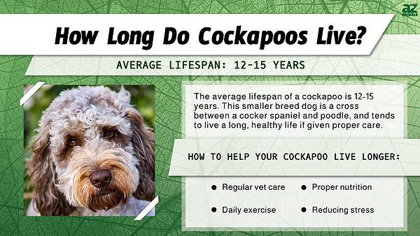 Cockapoo Lifespan: How Long Do Cockapoos Live? - A-Z Animals