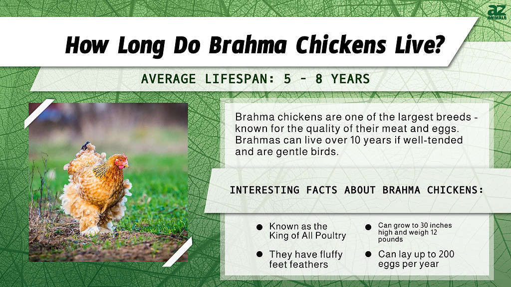 Brahma Chickens Live 5 - 8 years on average