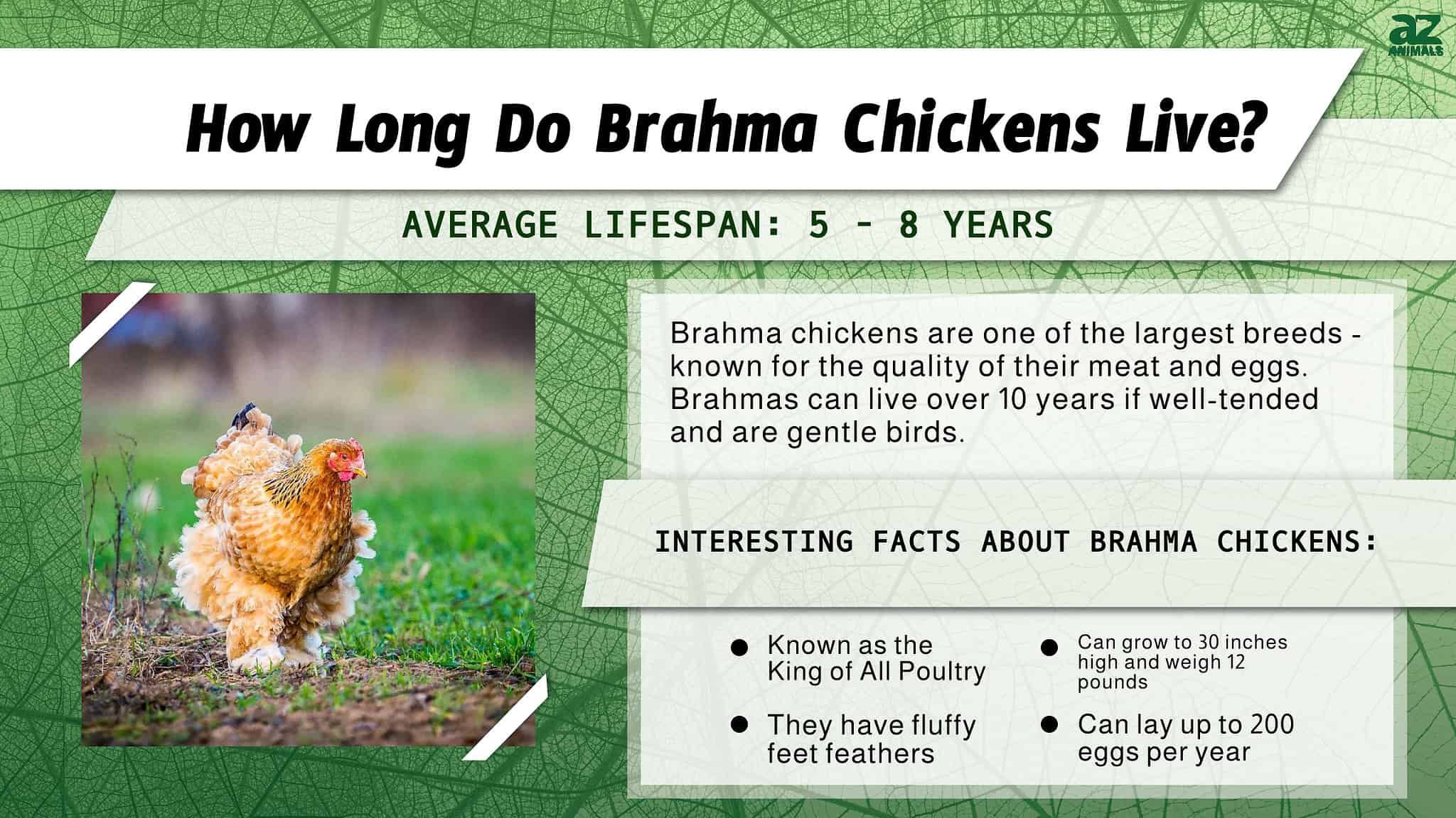 Brahma Chicken Lifespan: How Long Do Brahma Chickens Live? - A-Z Animals