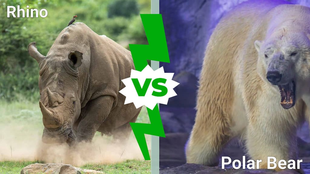 Rhino vs. polar bear