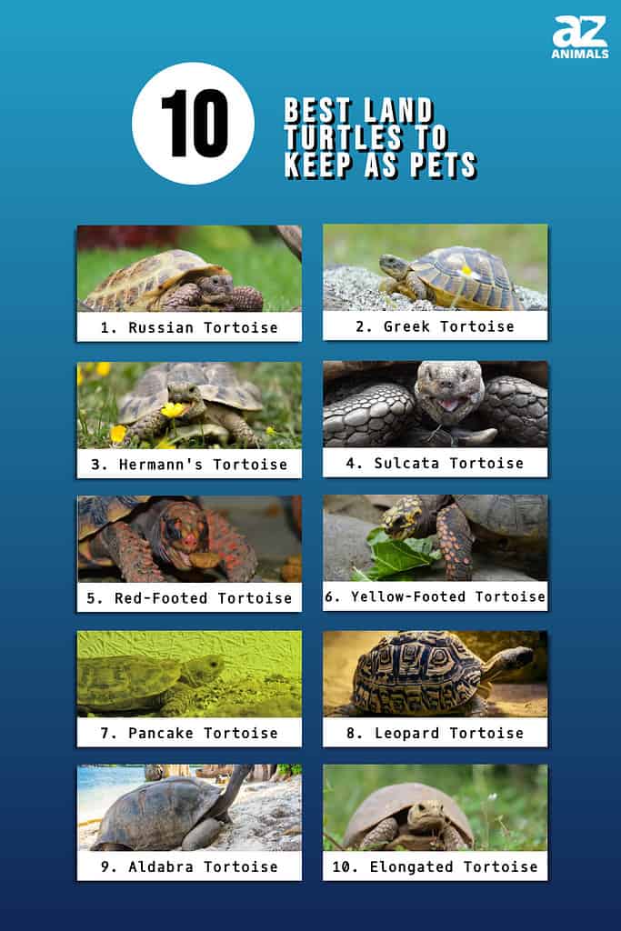 10 Best Land Turtles to Keep as Pets