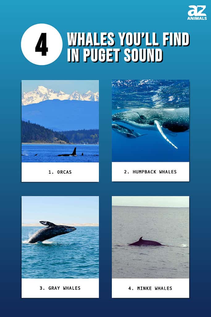4 Whales You'll Find in Puget Sound
