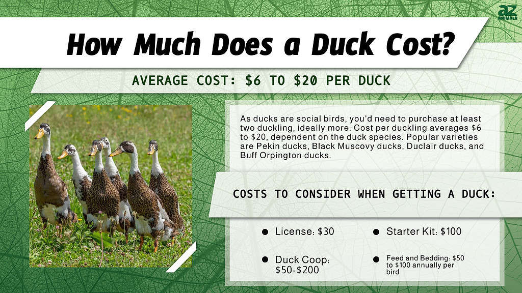 Duck Prices In 2024 Purchase Cost By Type Supplies Food And More   848c82228b45cbdca2f85831cc7c3034c743f256 1024x576 