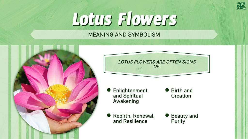 Lotus Flower Diser The Powerful