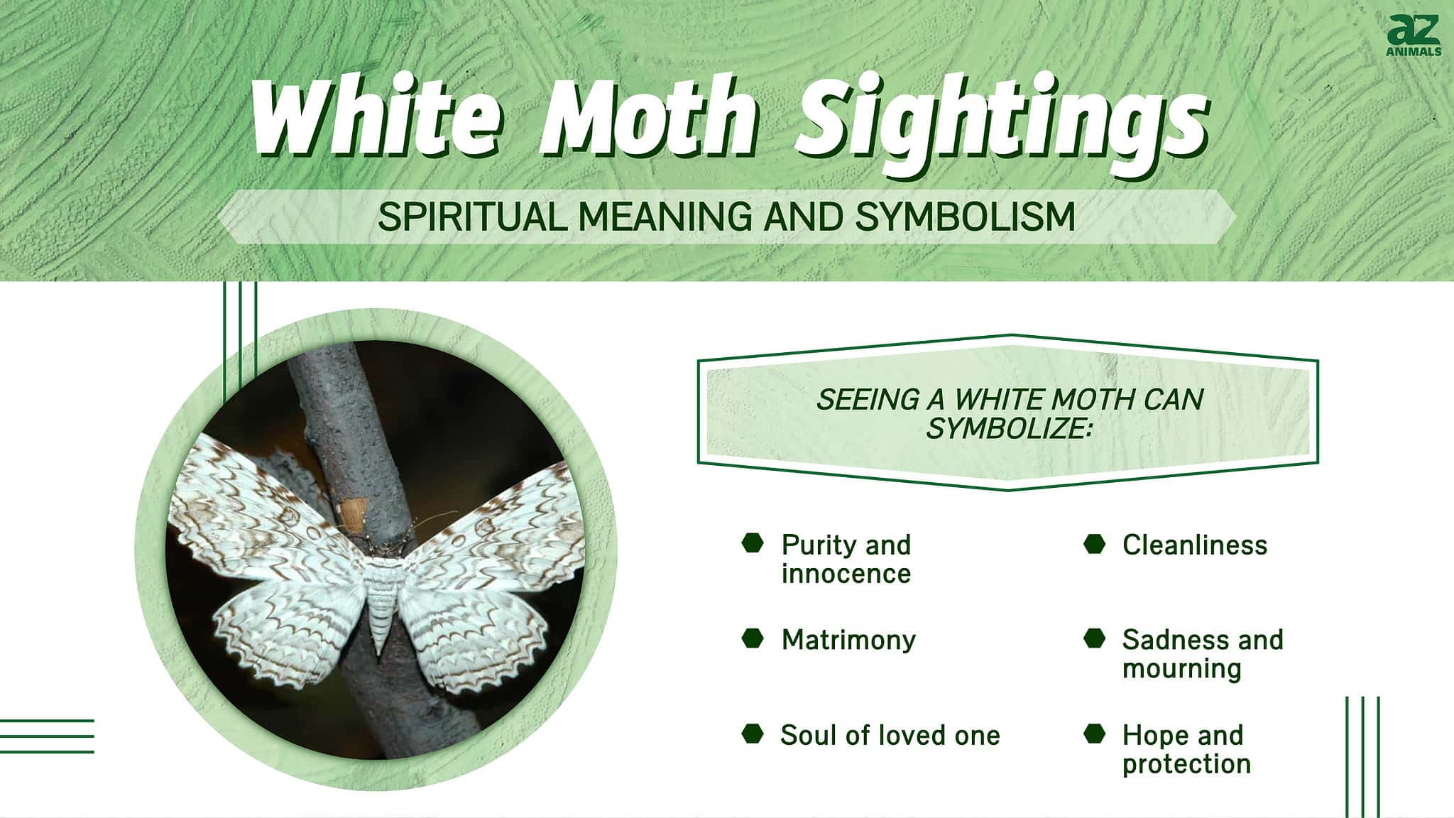 White Moth Sightings Meaning and Symbolism AZ Animals