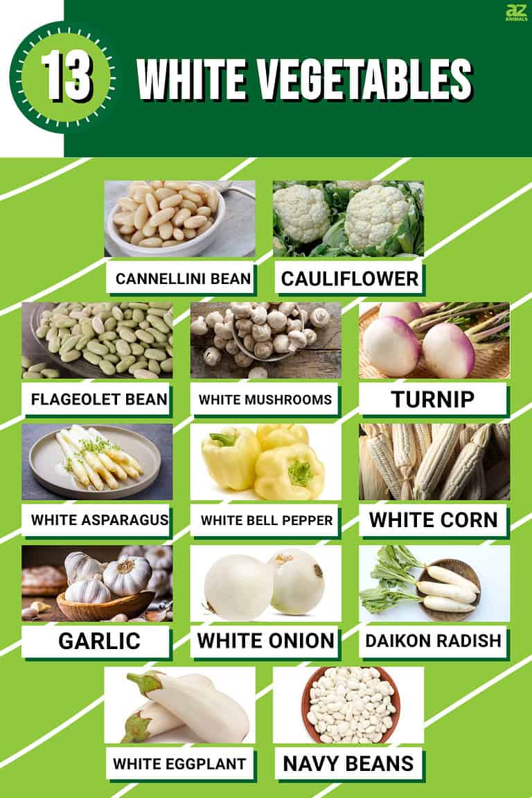 Discover 13 White Vegetables: The Complete List - A-Z Animals