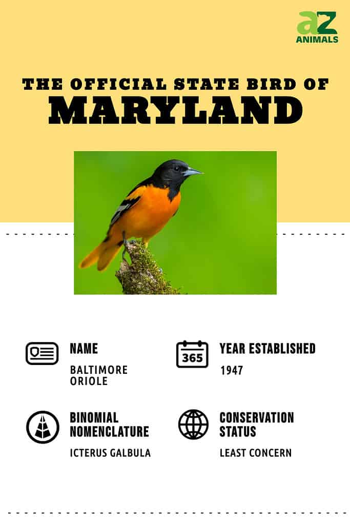 Baltimore Oriole, State Bird of Maryland