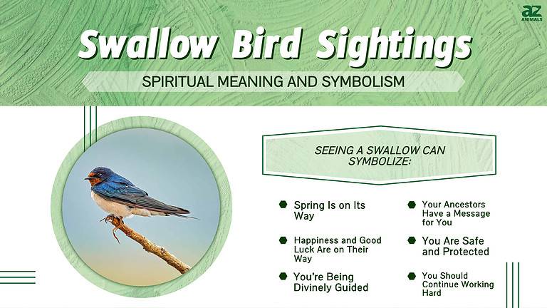 Swallow Bird Sightings: Discover the Bird's Meaning and Symbolism - A-Z ...