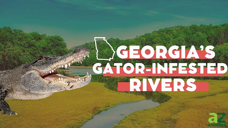 GA Gator Rivers