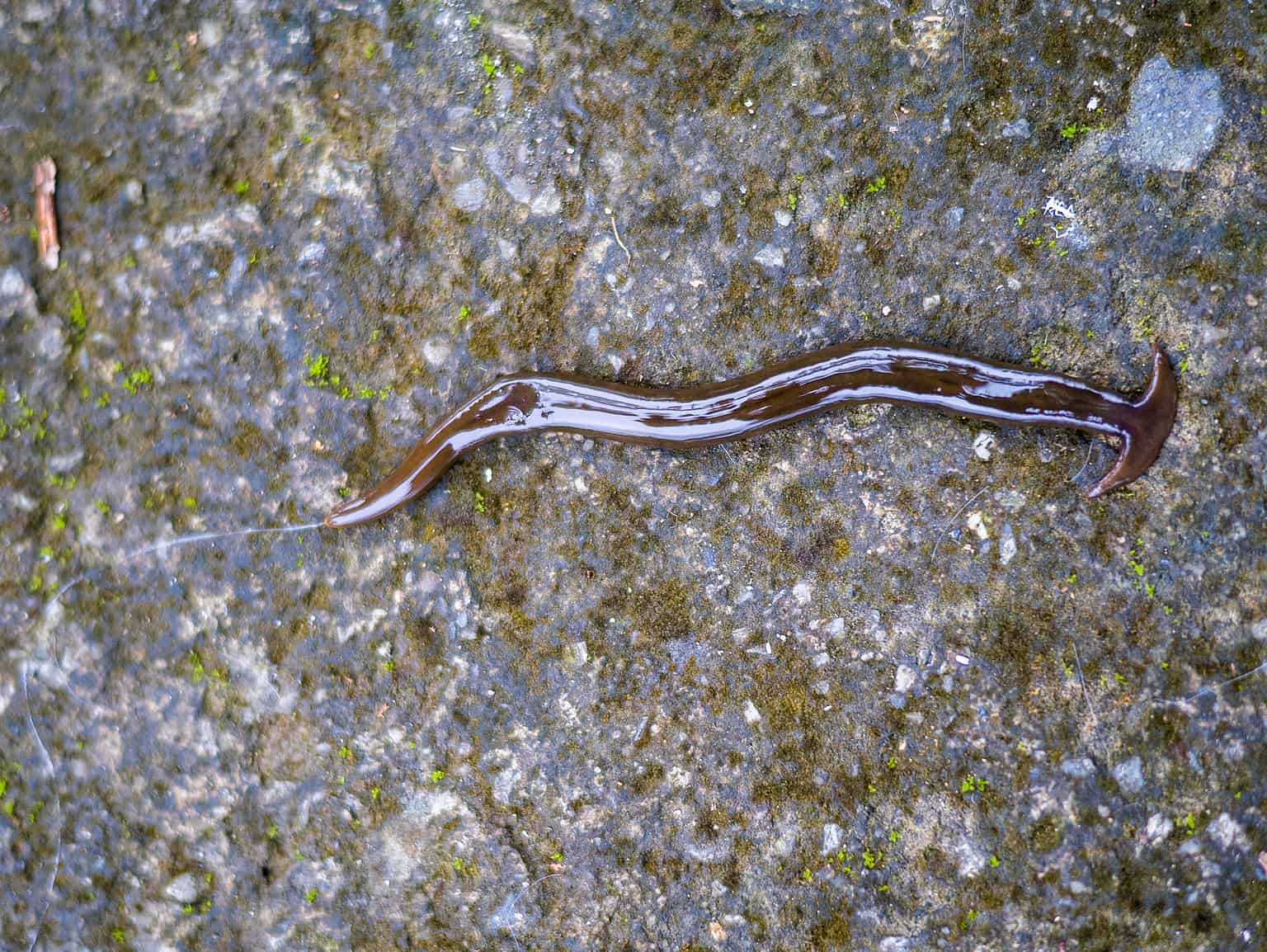 Hammerhead Worms: Genetically Primed for Massive Multiplication - A-Z ...