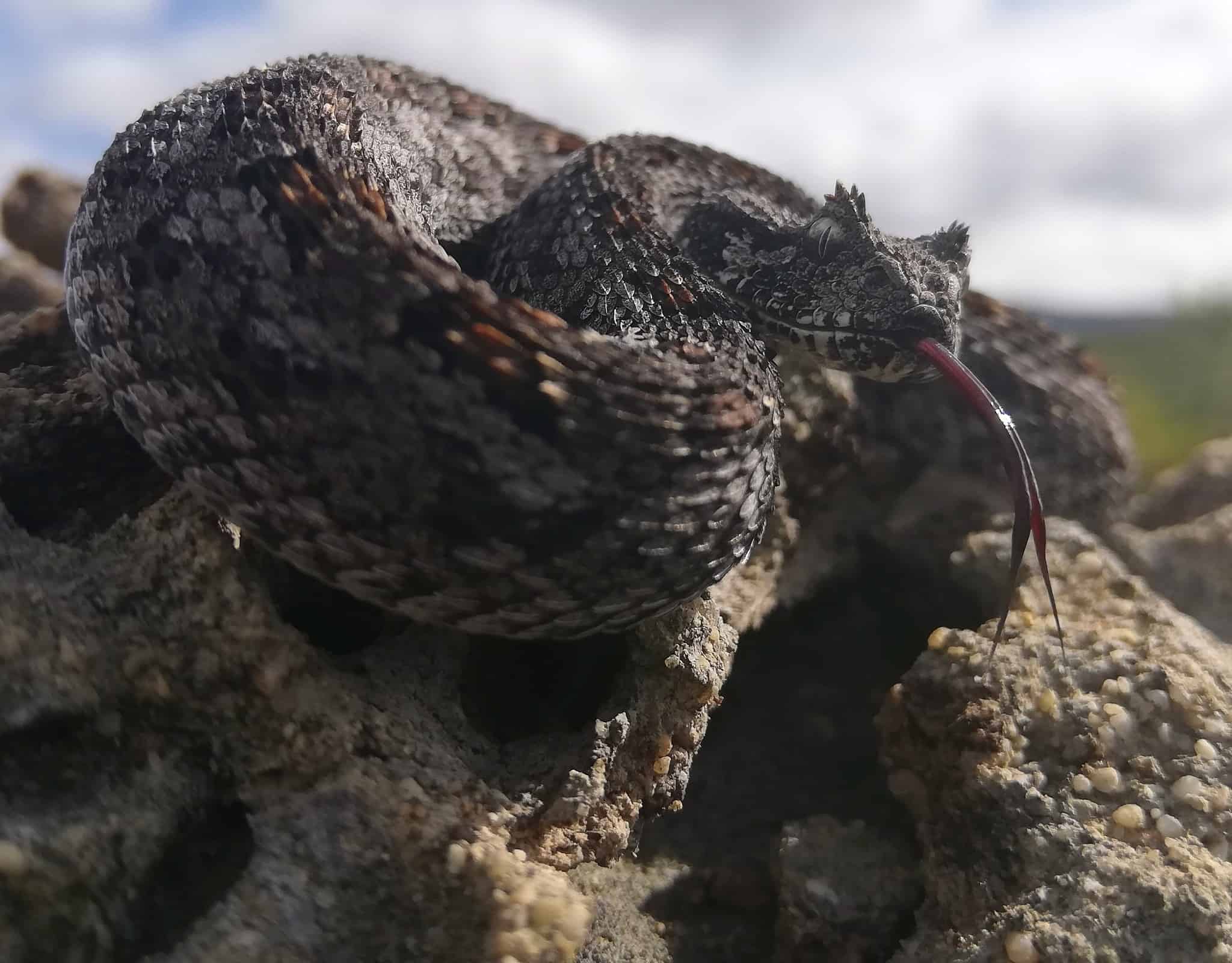 Southern adders (Bitis armata) are native to South Africa