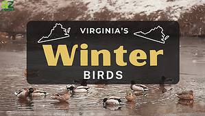10 Birds That Spend Their Winters in Virginia Picture
