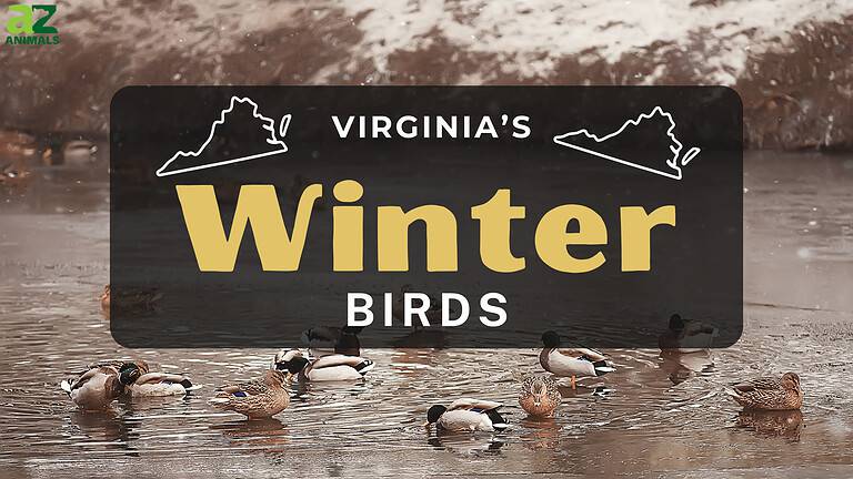 VA Birds