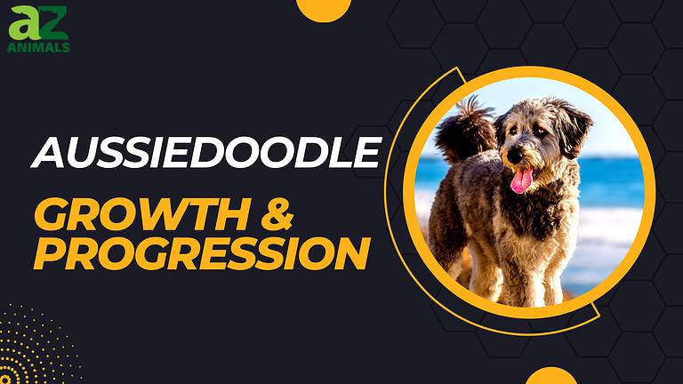 Aussiedoodle growth