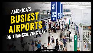 10 Most Insanely Busy Airports During Thanksgiving Picture