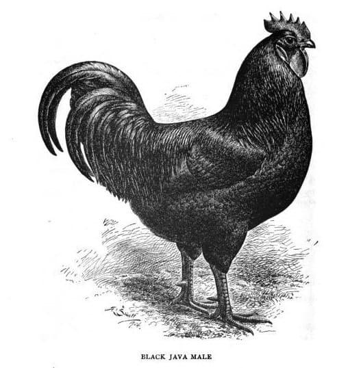 An illustration of the ideal Black Java rooster in the American Standard of Perfection cir. 1905