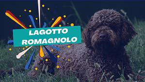 Lagotto Romagnolo Prices in 2023: Purchase Cost, Vet Bills, and More! Picture