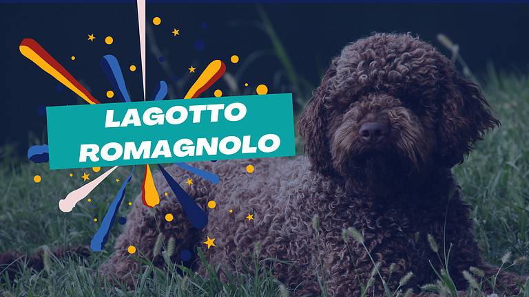 Lagotto