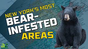 8 Places You’re Most Likely to Encounter a Bear in New York This Fall Picture