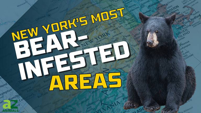 NY Bear