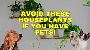 8 Houseplants That Are Poisonous to Dogs and Cats Picture