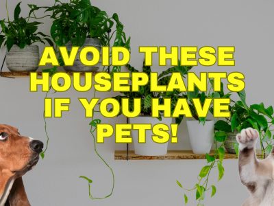 A 8 Houseplants That Are Poisonous to Dogs and Cats