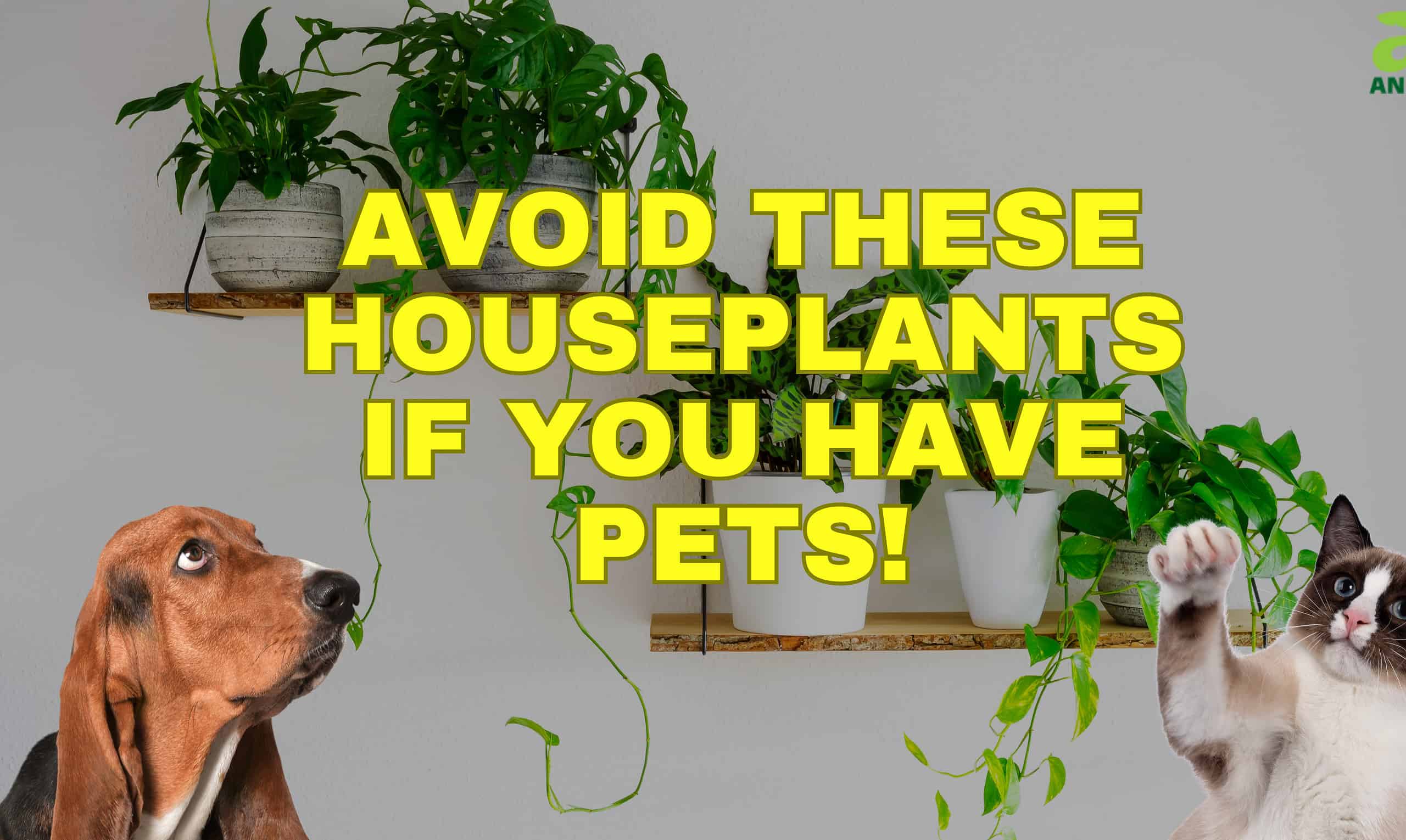 Pet Houseplants