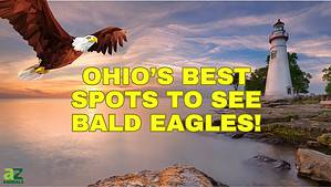 The 6 Best Places and Times to See Bald Eagles in Ohio Picture
