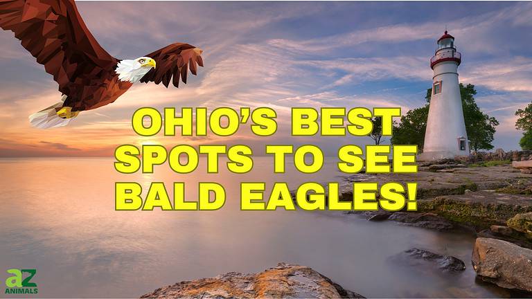 Ohio Eagles