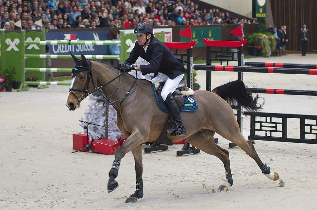 Oldenburg horse jumping