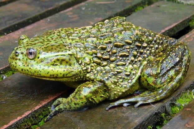 World's biggest frogs are so strong they move heavy rocks to build their  own ponds