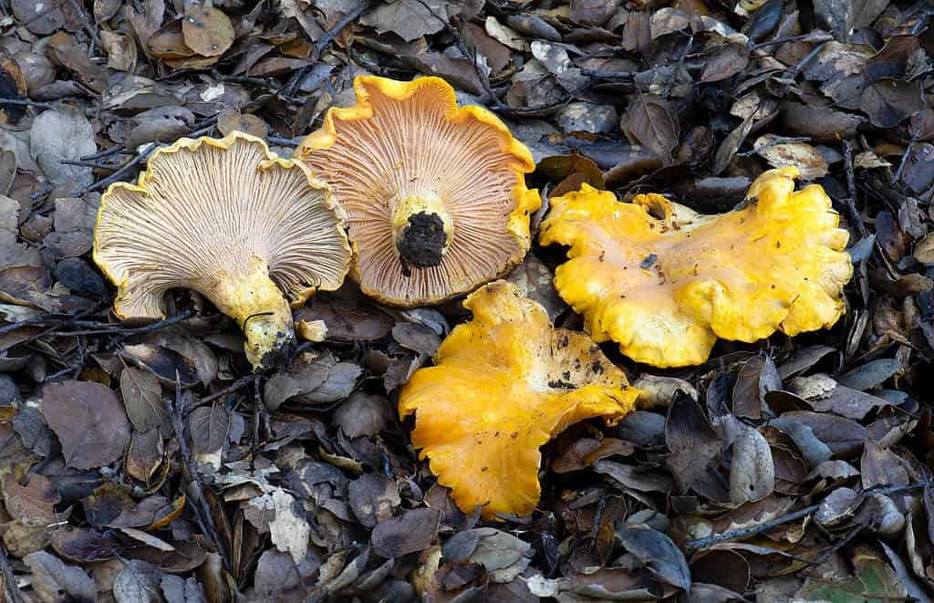 Cantharellus californicus photographed in Oakland. Under Quercus agrifolia.