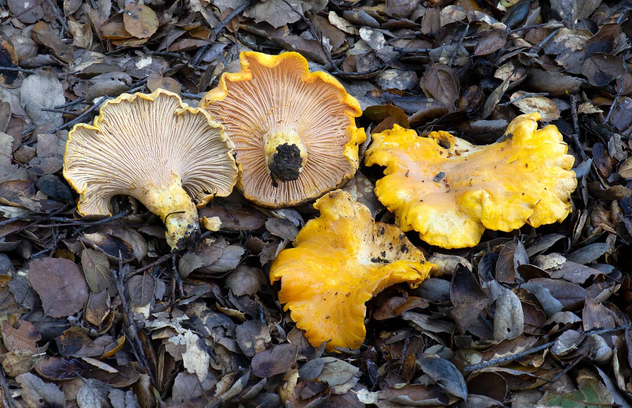 Discover 17 Types of Yellow Mushrooms - A-Z Animals