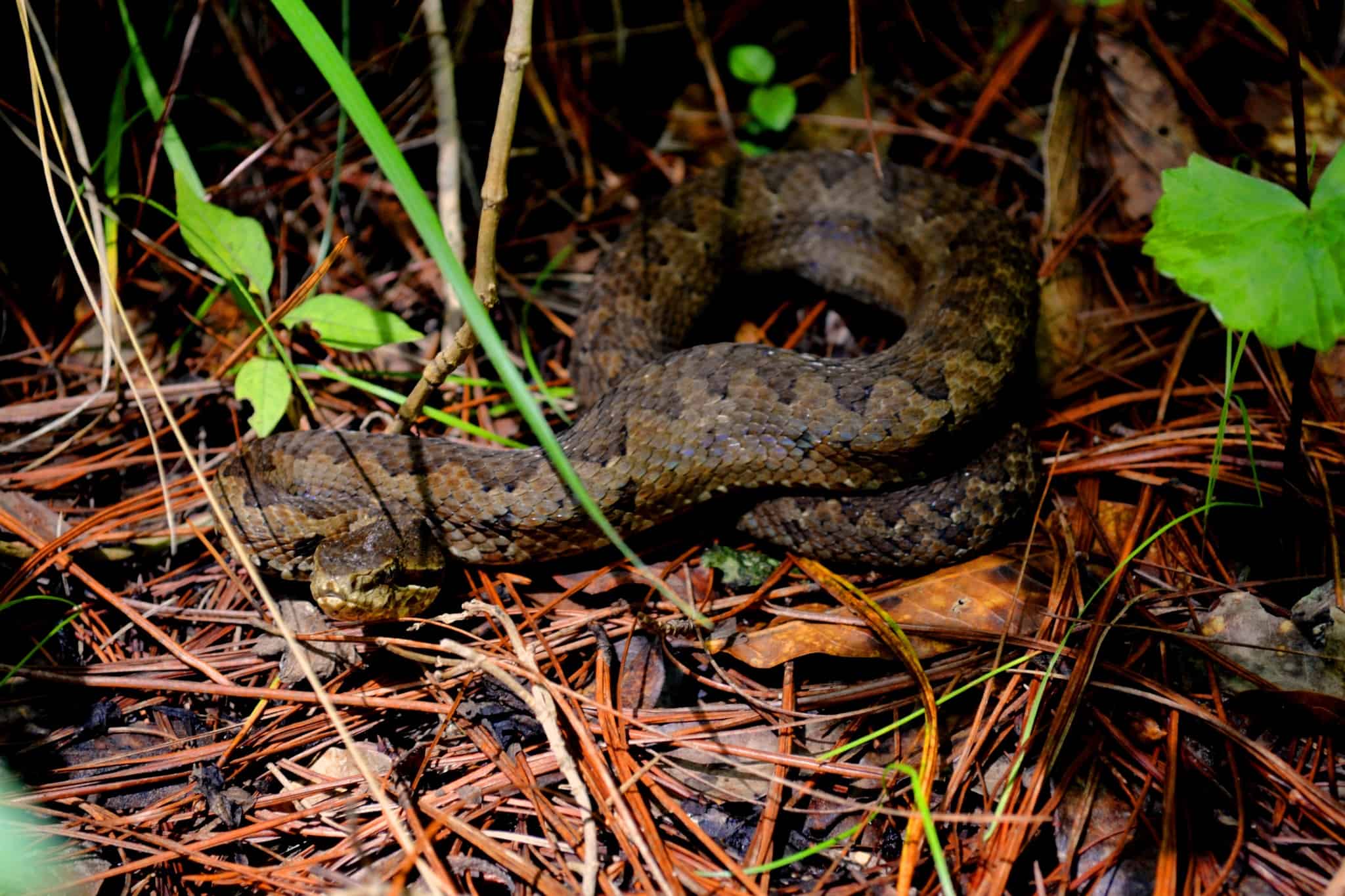 The Tzotzil montane pit viper is named for the Tzitzil people who share its range.