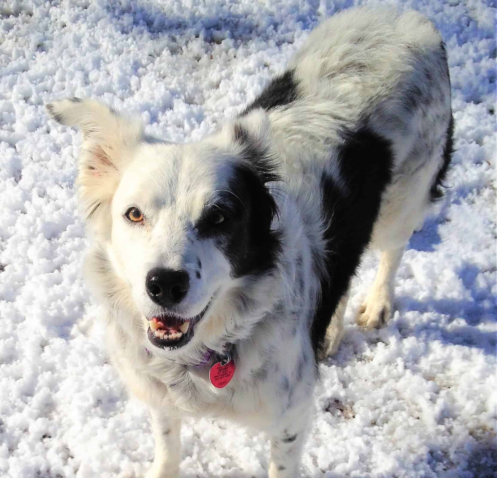 Chaser the border collie loves the snow, 2013
