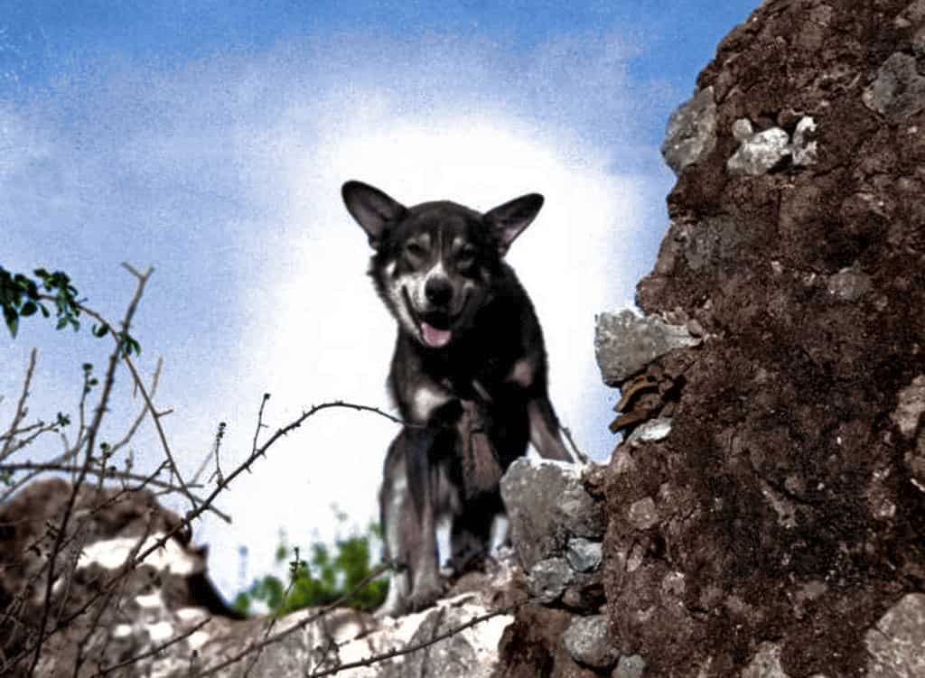 Pvt. Chips (1940-1946) was a war dog trained as a sentry dog for United States Army, and the most decorated war dog from World War II.