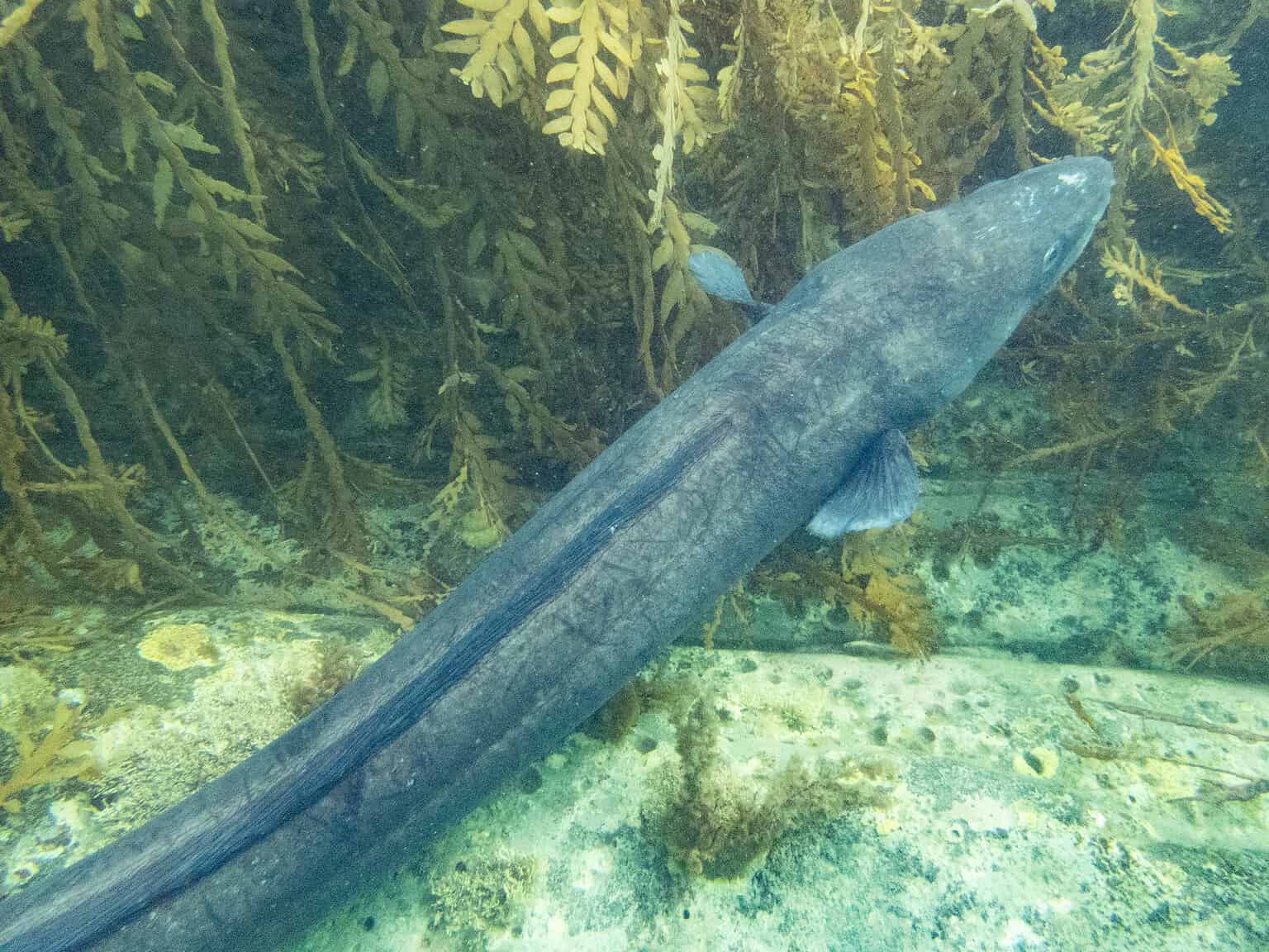 The 10 Largest Eels in the World - A-Z Animals
