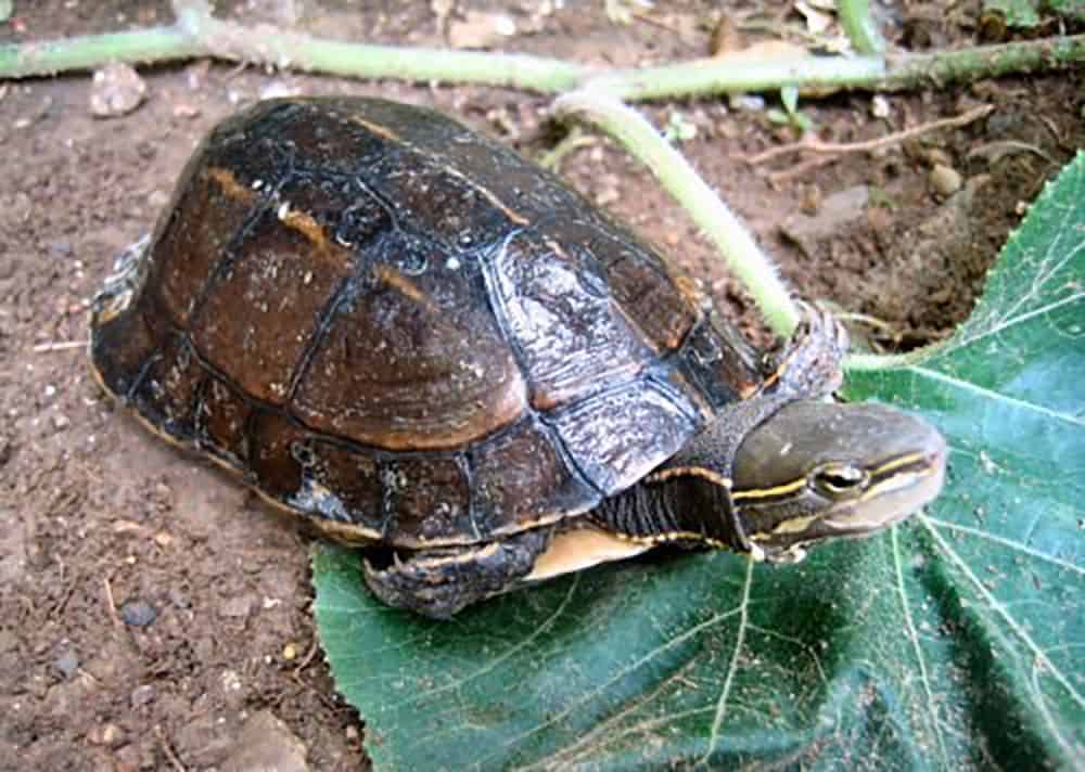 Yunnan box turtle (Cuora yunnanensis)