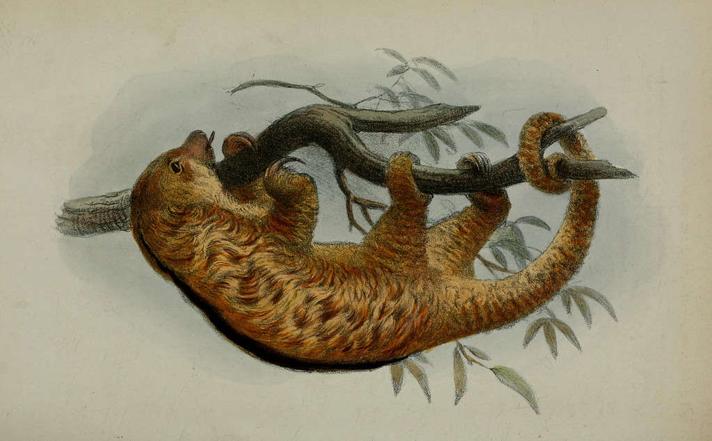 Drawing of Cyclopes dorsalis from the species description by John Edward Gray 1865 (original version)