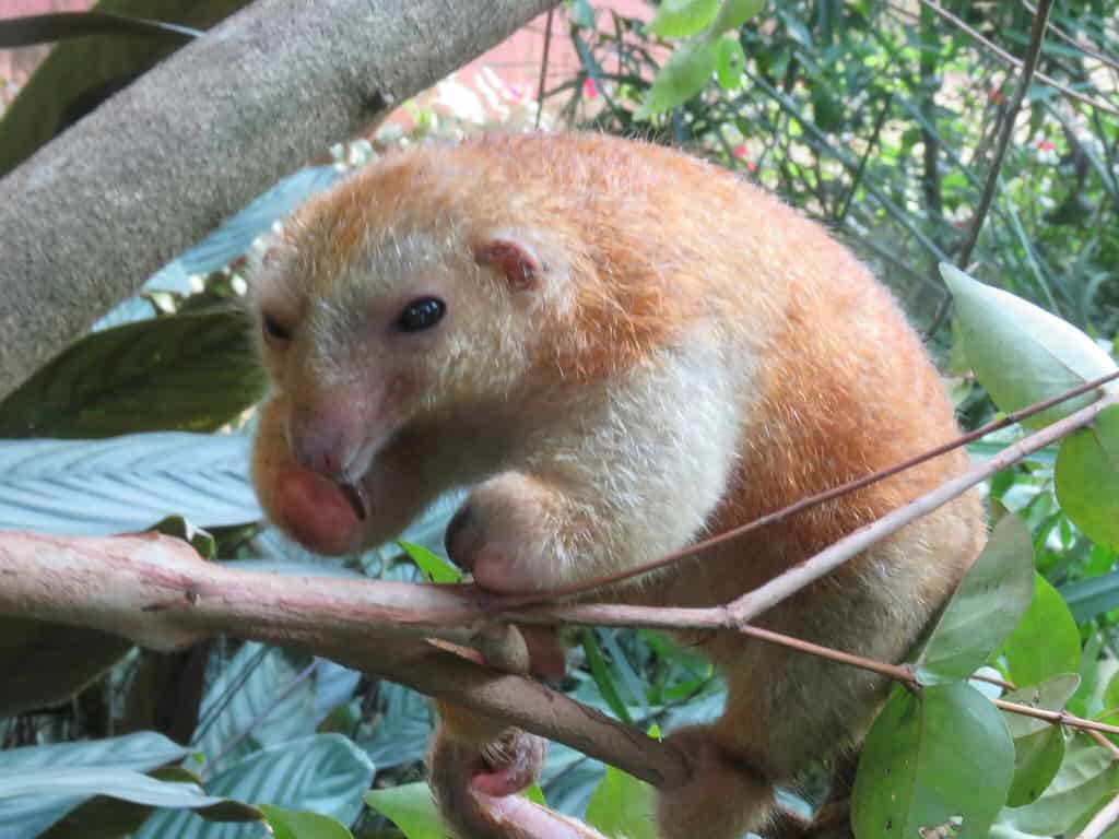 Red Silky Anteater (Cyclopes rufus)