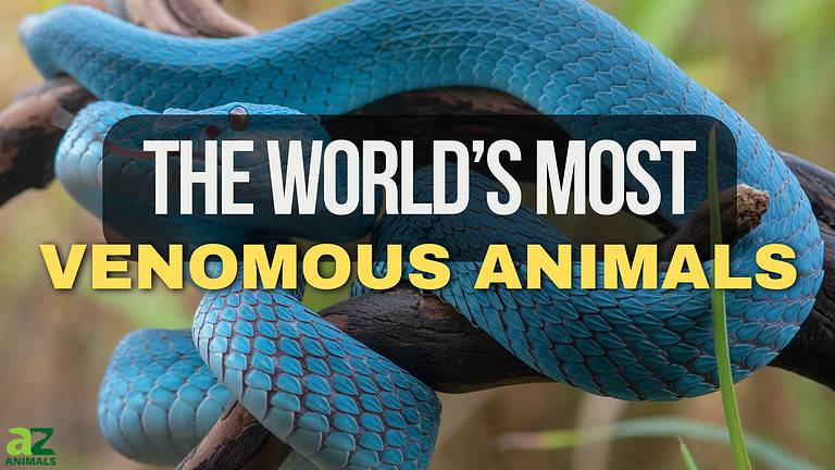 Venomous Animals