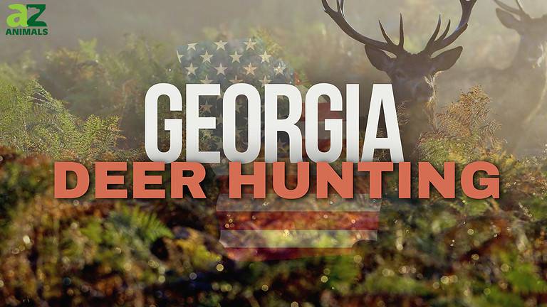 GA Deer Hunting