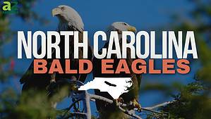 The 7 Best Places and Times to See Bald Eagles in North Carolina photo