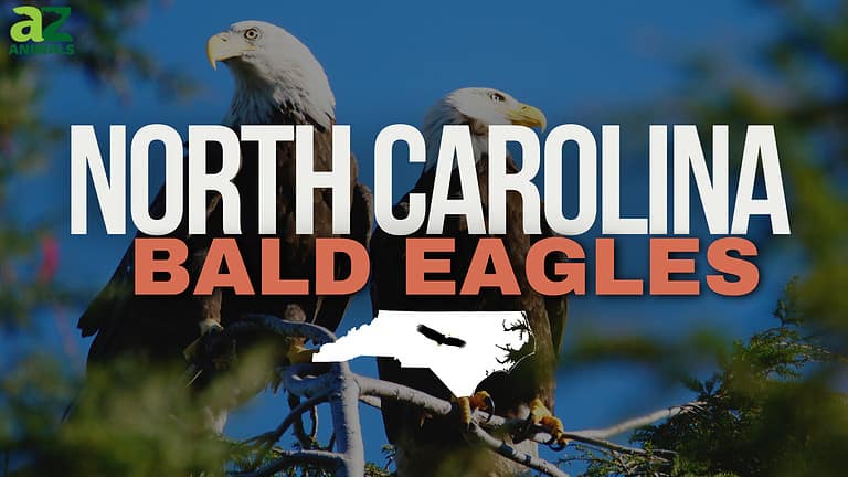 NC Eagles