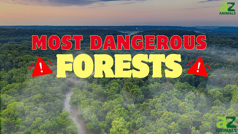 Most Dangerous Forests