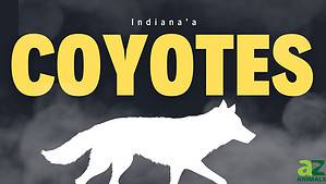 Coyotes in Indiana: Population, Common Locations, Hunting Rules, and More Picture