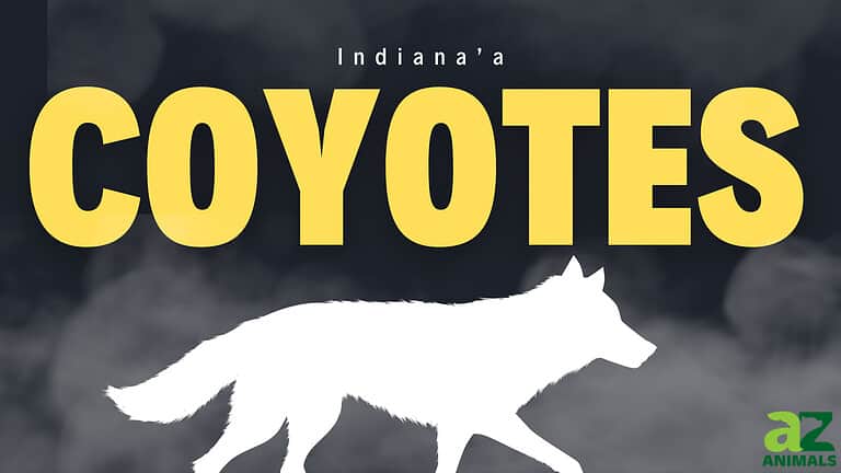coyotes in IN