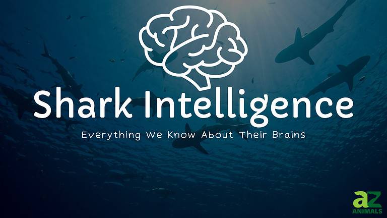 Shark intelligence