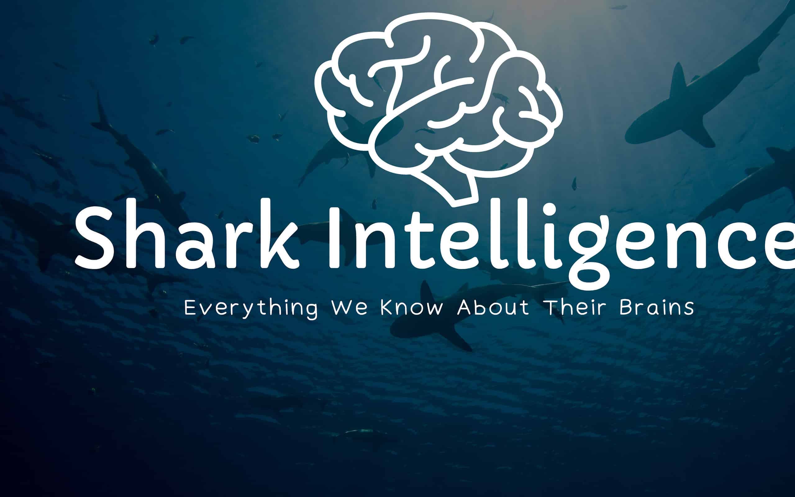 Shark intelligence