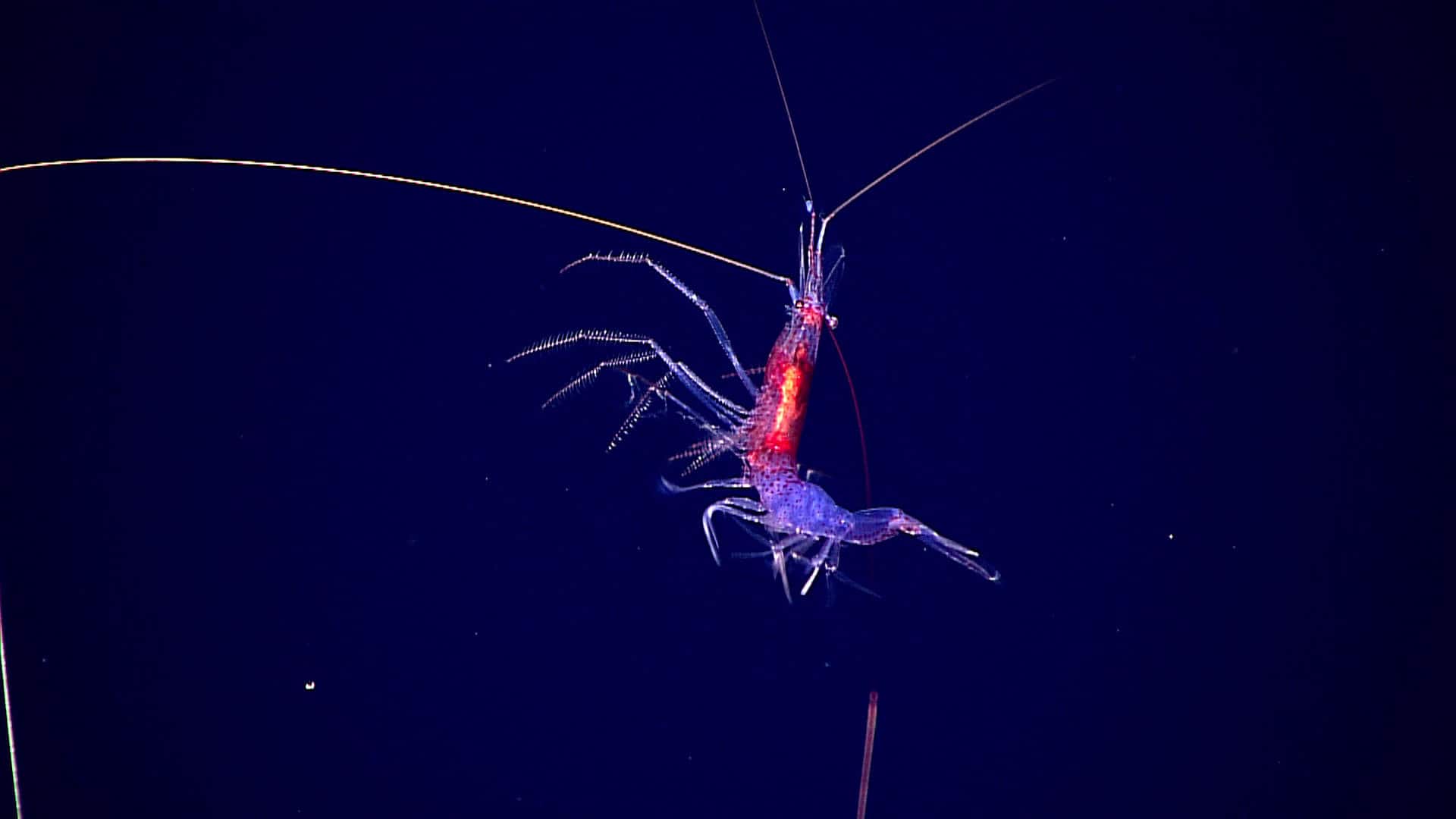 deep sea shrimp swimming. It is glowing red